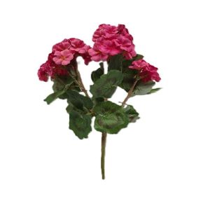 FUCHSIA NATURAL GERANIUM PLANT