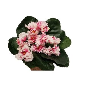PINK AFRICAN VIOLET BUSH