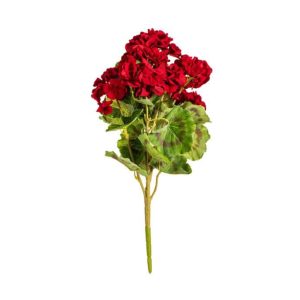 RED GERANIUM BUSH